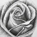 Як намалювати троянду олівцем поетапно? Як намалювати букет троянд?